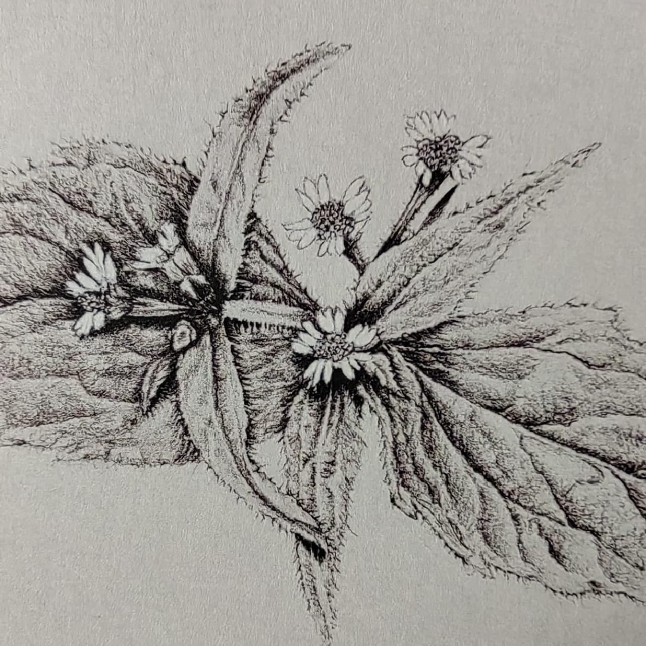 ute hoffmann botanisches zeichnen