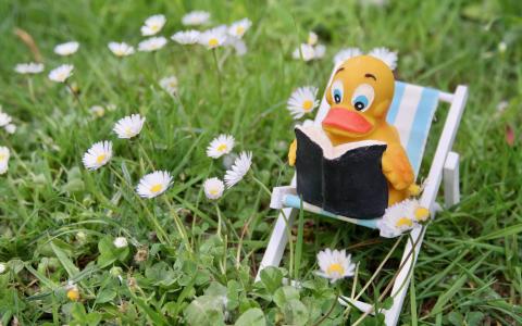 Ente mit Buch